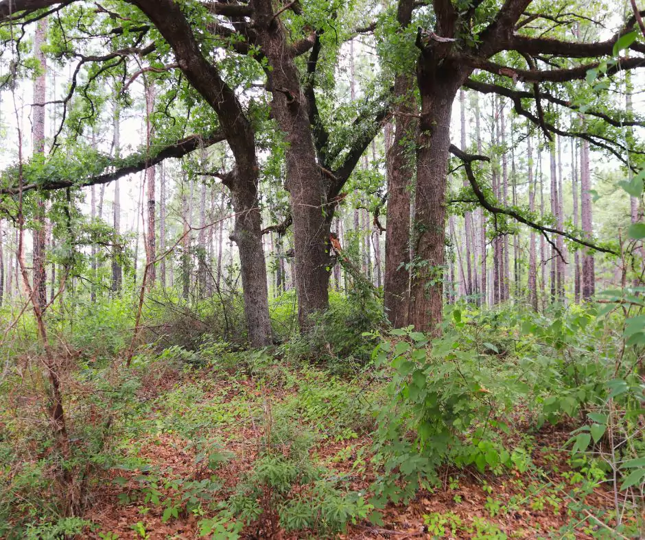 Large, sprawling oak trees with thick branches and green foliage stand among tall pines in Kisatchie National Forest, surrounded by dense undergrowth.