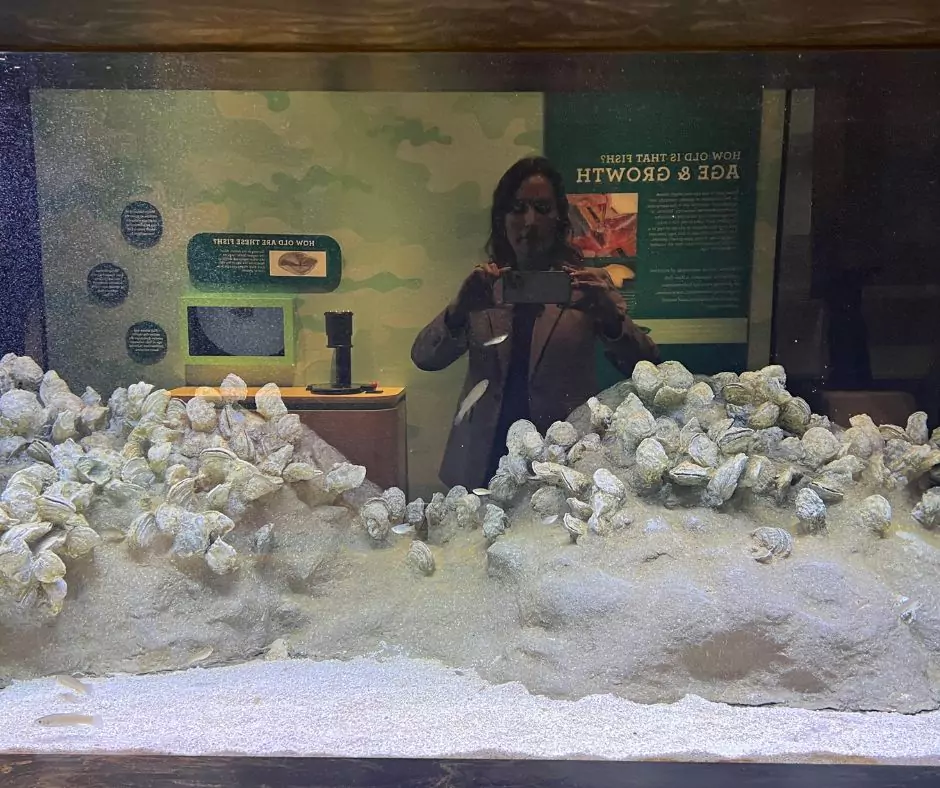Aquarium exhibit at Port Wonder featuring small fish fry and oyster shells, part of the educational display on fish development and ecosystems.
