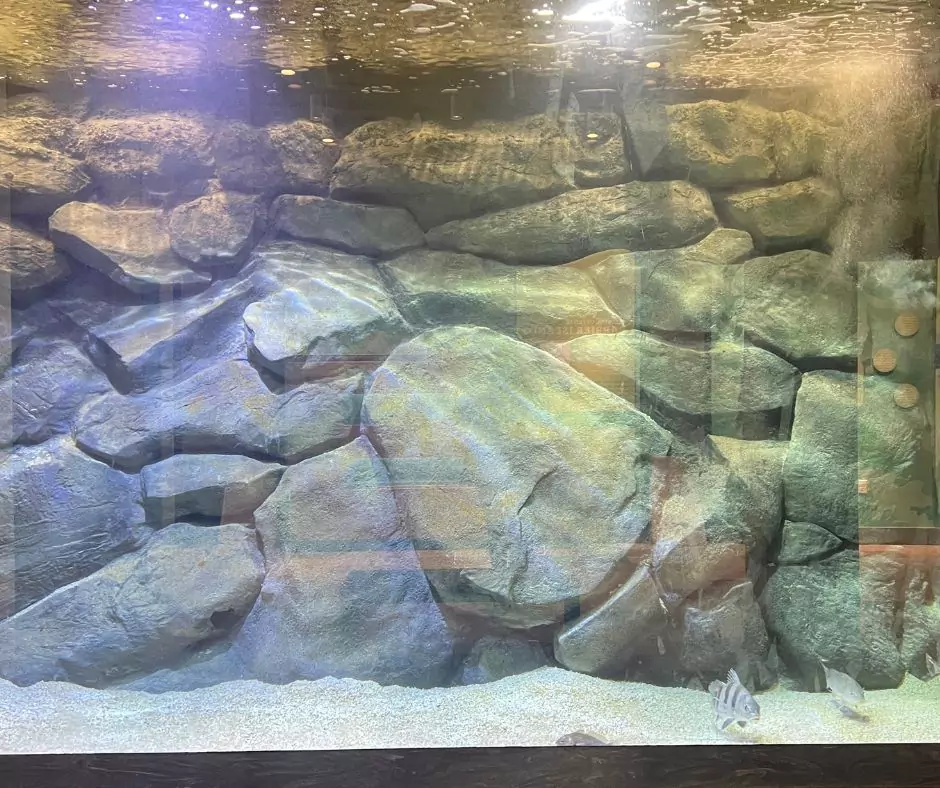 Aquarium exhibit with realistic rock structures simulating Louisiana’s underwater environments at Port Wonder Nature and Science Center.