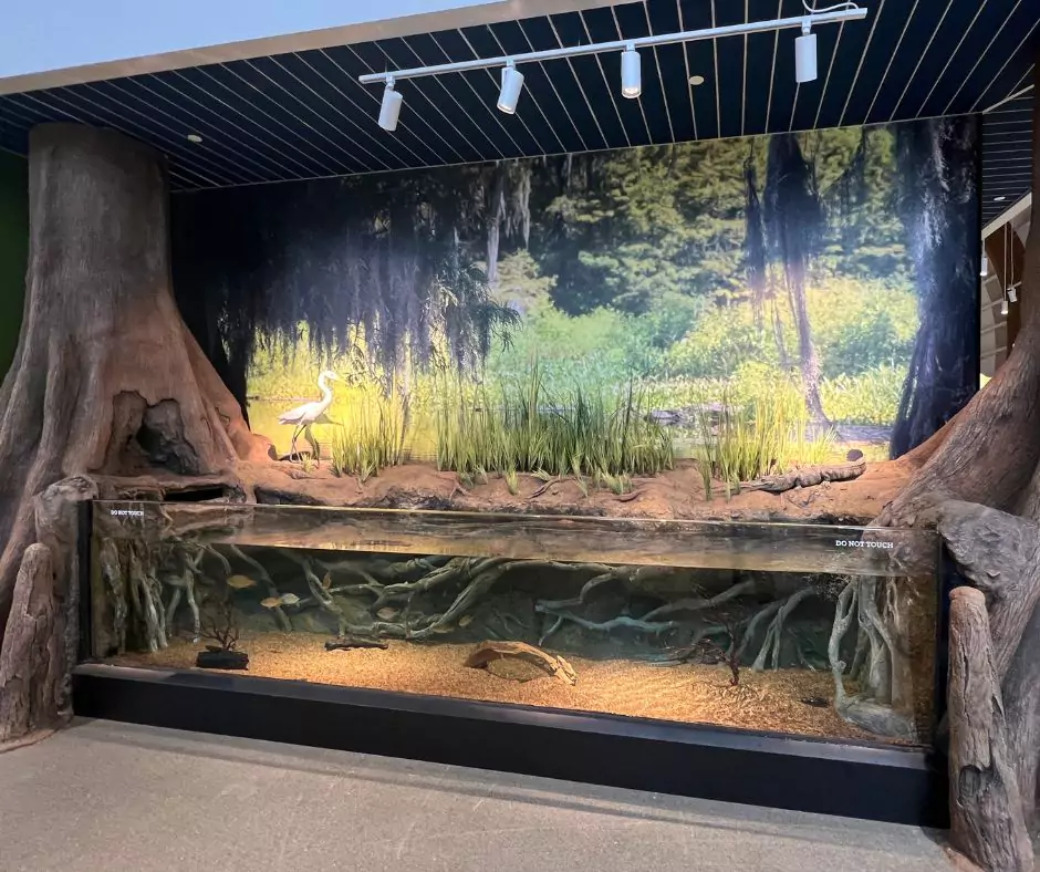 Aquarium at Port Wonder designed to mimic a Louisiana cypress swamp habitat, featuring tree roots, native fish, and a marshland backdrop.