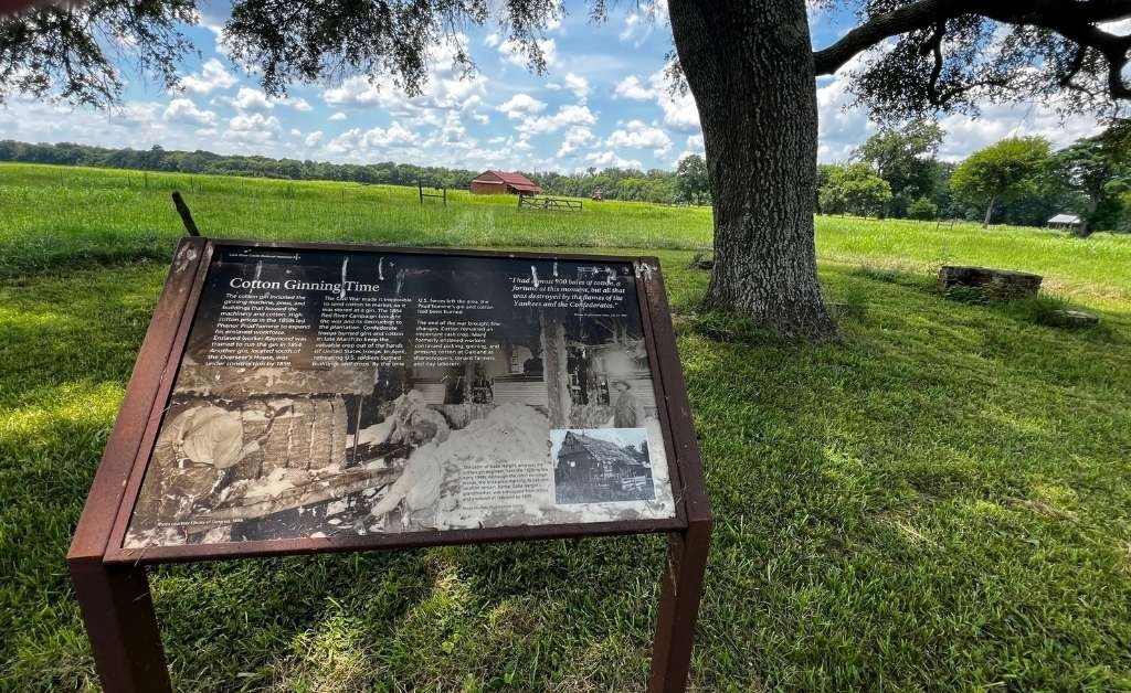 Interpretive sign titled “Cotton Ginning Time” displayed on the grounds of Oakland Plantation beneath a large oak tree.