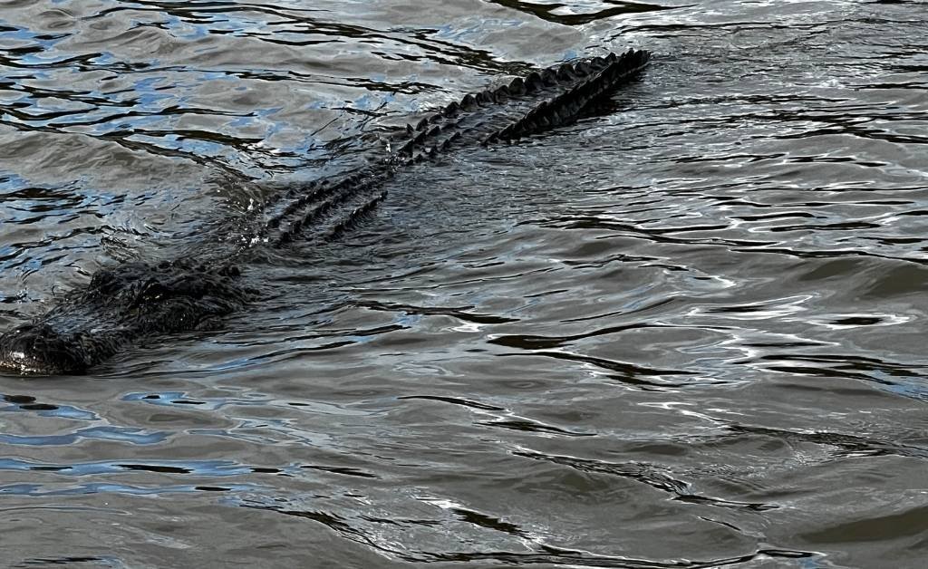 A close-up view of an alligator swimming through the rippling waters of the Atchafalaya Basin, with its head and ridged tail visible above the surface.