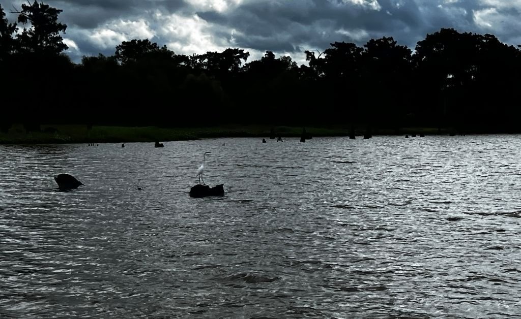 A lone white egret stands perched on a cypress stump in the Atchafalaya Basin, surrounded by dark waters and silhouetted trees under a dramatic cloudy sky.
