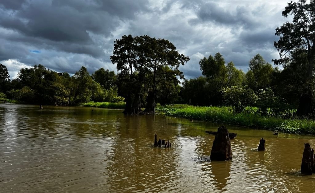 A moody view of the Atchafalaya Basin showing murky swamp water, cypress stumps, lush greenery, and overcast skies looming over the tree line.