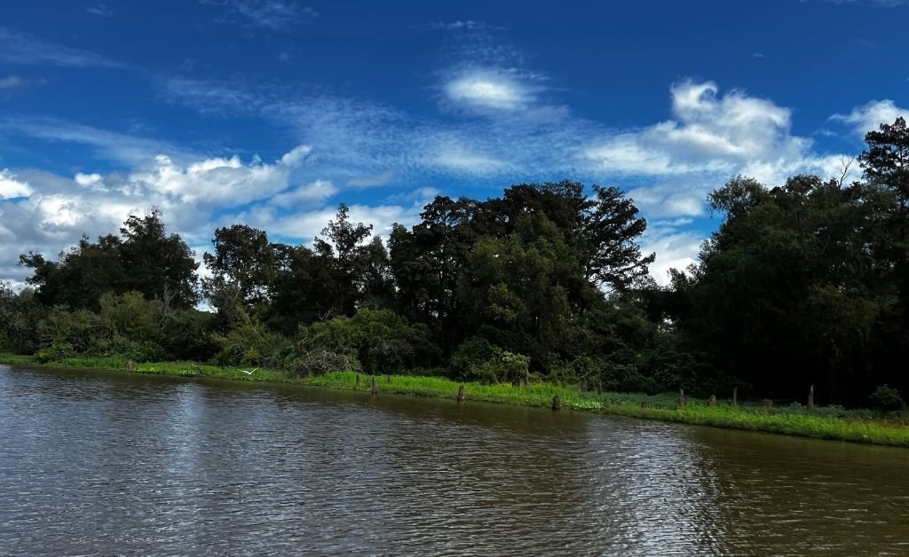 A bright day in the Atchafalaya Basin with calm brown water, a green shoreline, dense tree canopy, and wispy clouds scattered across a vivid blue sky.