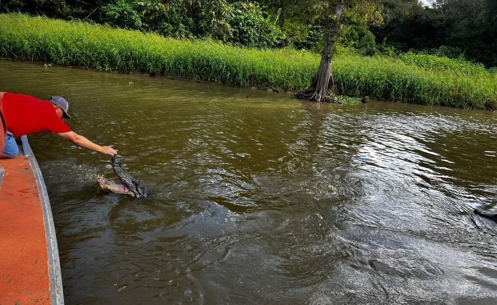 Captain Tucker reaches from the side of the airboat to feed an alligator, which rises from the swamp water with its jaws open, near the grassy edge of the Atchafalaya Basin.