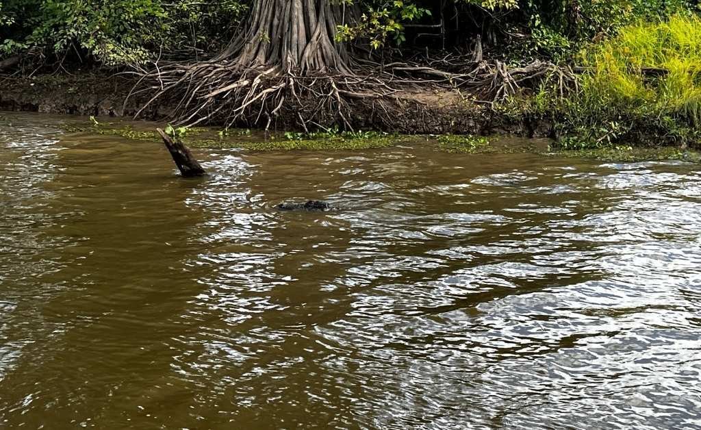 An alligator partially submerged near the bank of the Atchafalaya Basin, with only its head visible above the water close to exposed cypress roots and dense greenery.