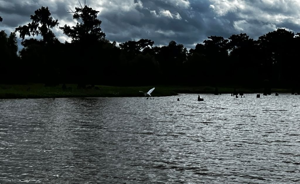 A white egret takes flight over the dark, rippling waters of the Atchafalaya Basin, with silhouetted trees and cypress stumps in the distance beneath stormy skies.