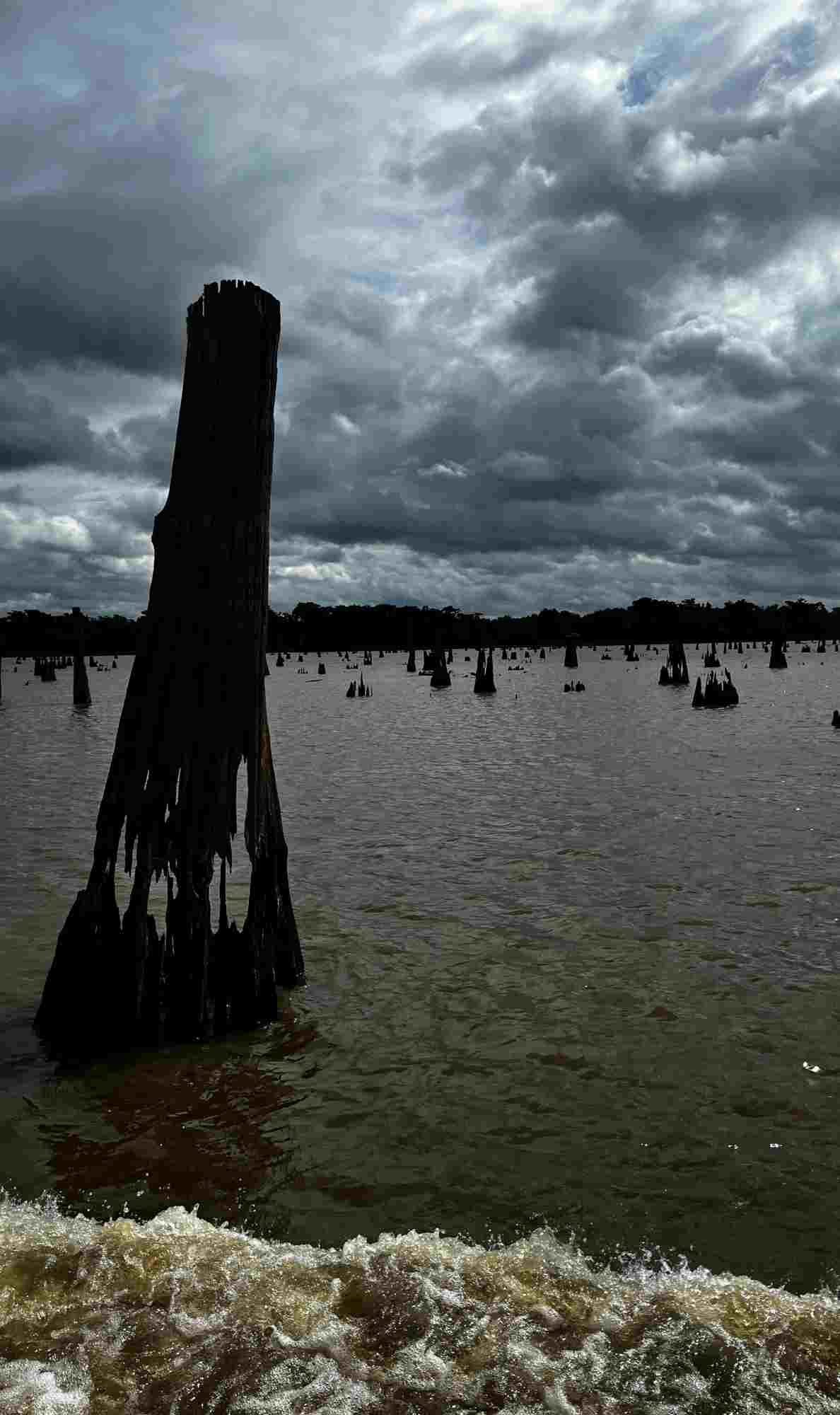 A large weathered cypress stump stands in the foreground of a stormy Atchafalaya Basin, surrounded by hundreds of submerged stumps and churned-up boat wake.