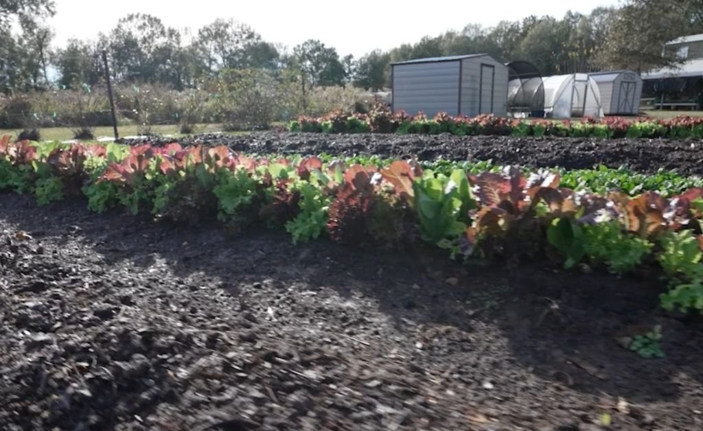 Rows of leafy greens growing in rich soil at Cajun Prairie Farm in Arnaudville, Louisiana, with farm structures in the background.