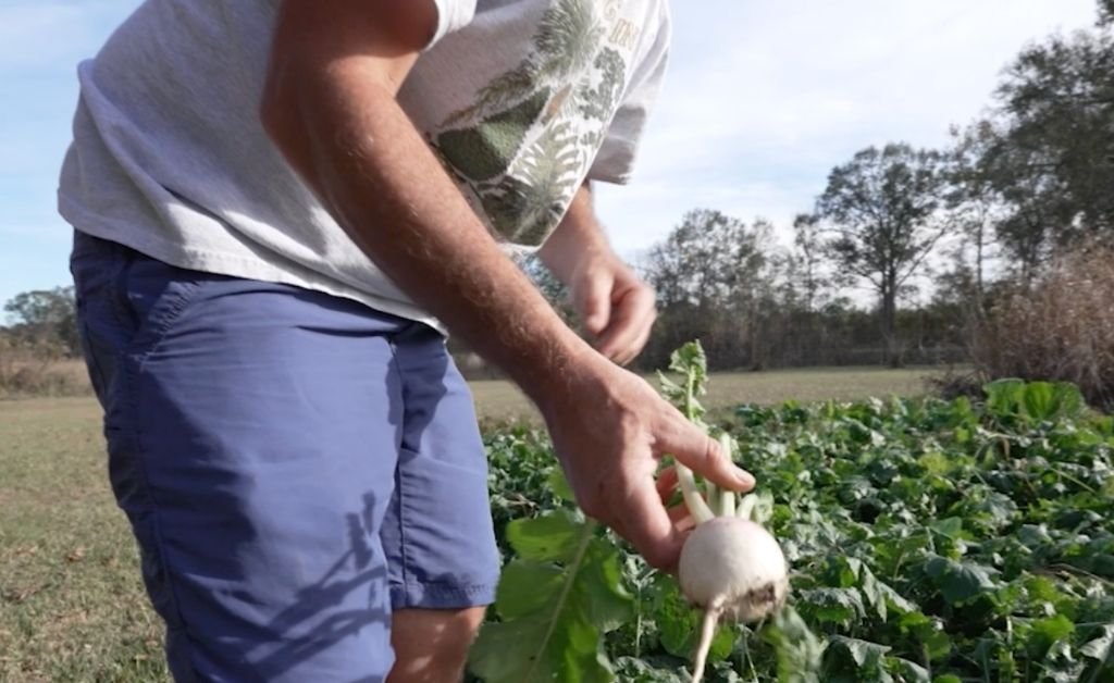 Harvesting a fresh root vegetable by hand in the garden beds at Cajun Prairie Farm in Arnaudville, Louisiana.