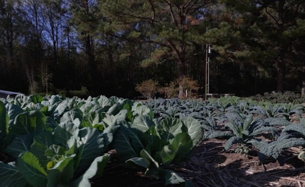 Rows of leafy greens growing in mulched beds at Cajun Prairie Farm in Arnaudville, Louisiana, with trees lining the edge of the field.