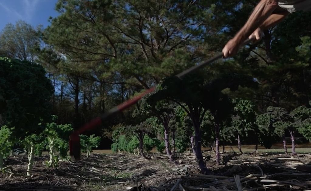 Using a hand tool to cultivate soil between vegetable rows at Cajun Prairie Farm in Arnaudville, Louisiana.