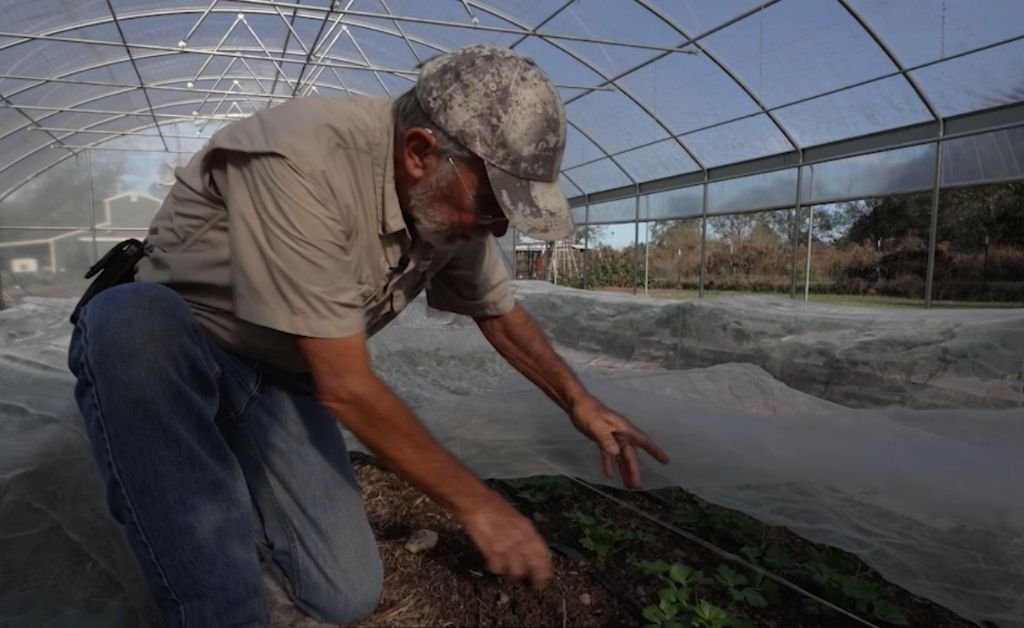 Larry Allain tending young plants inside a hoop house at Cajun Prairie Farm in Arnaudville, Louisiana.