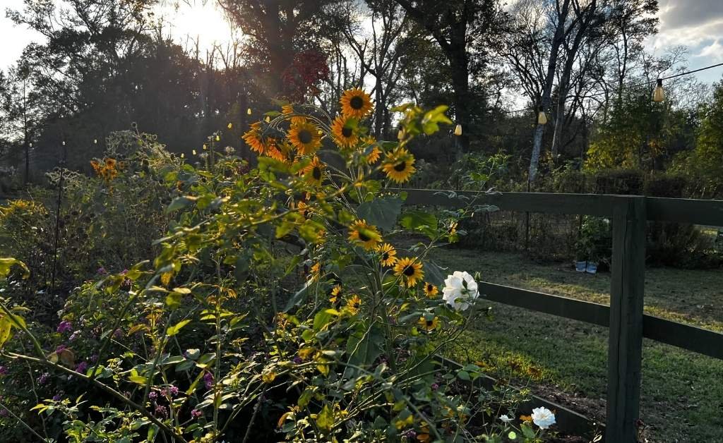 Karen LeBlanc standing among sunflowers and garden flowers on the grounds of Maison Stephanie in Arnaudville.