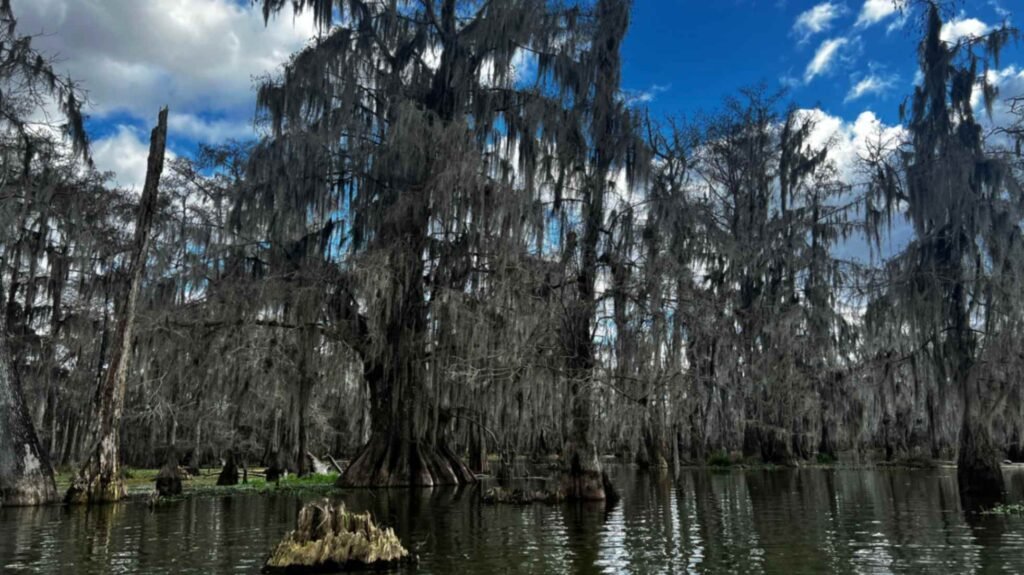 A wide view of Lake Martin featuring several large cypress trees draped in thick, grey Spanish moss. A bright blue sky with scattered white clouds peeks through the mossy branches, reflecting off the dark, calm water. A weathered stump sits in the foreground.
