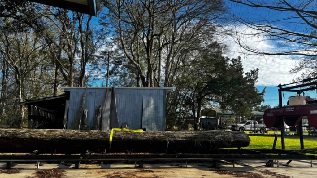 A long, massive sinker cypress log secured with a yellow strap on a metal sawmill track, positioned for cutting in front of a rustic grey workshop building and tall winter trees.