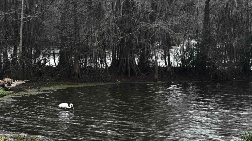 A bright white Great Egret stands in the dark, rippled water near the shore of Lake Martin. In the background, a dense thicket of dormant winter cypress trees and tangled branches creates a moody, dark backdrop, making the bird's white plumage stand out.