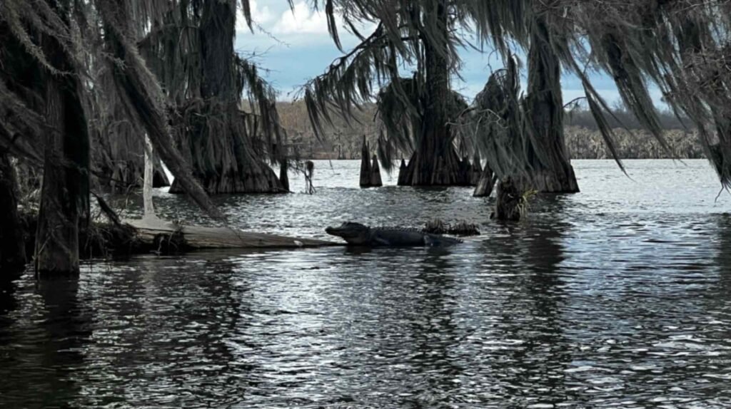 An alligator rests on a partially submerged log in Lake Martin. The dark, textured scales of the alligator contrast with the grey-blue water. In the background, large cypress trees draped in Spanish moss frame the scene under a cool, winter sky.