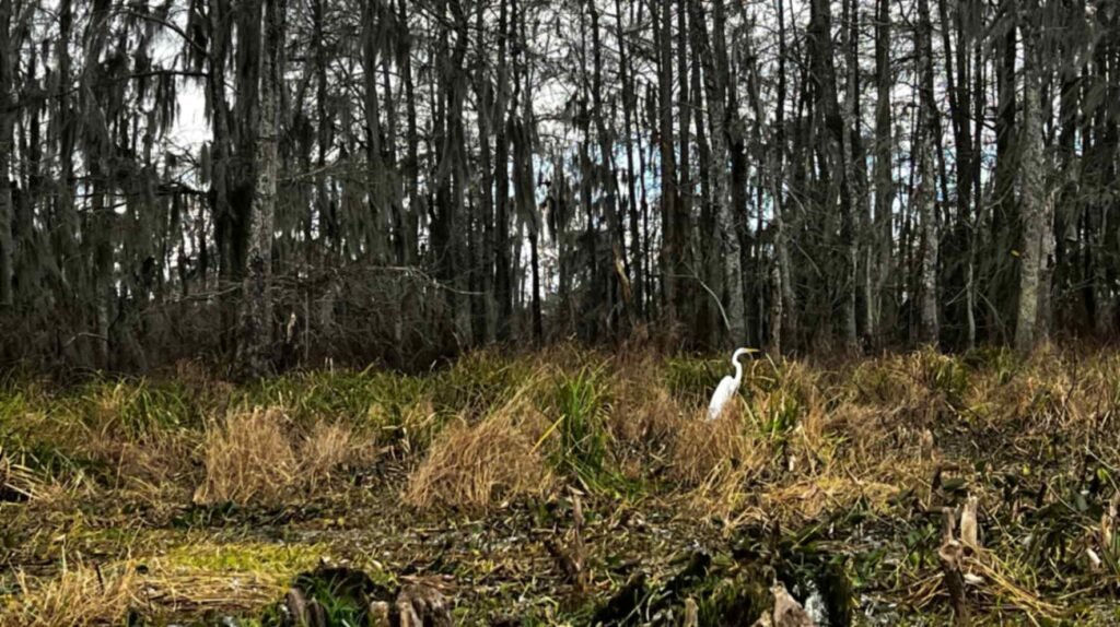 A single white Great Egret stands tall in a patch of golden-brown winter marsh grass. Behind the bird, a dense thicket of bare cypress trees and hanging Spanish moss creates a textured, vertical backdrop in the soft winter light.