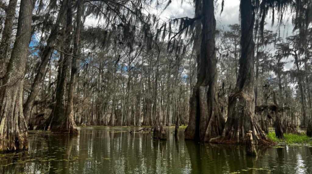 A dense grove of towering cypress and tupelo trees rising from the dark, still waters of Lake Martin. The trees are draped in long strands of grey Spanish moss, and their textured trunks are reflected on the water's surface under a winter sky.
