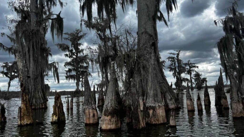A close-up view of pointed cypress knees rising sharply from the dark water of Lake Martin. Large, weathered cypress trunks with hanging Spanish moss dominate the foreground, while more distant trees are silhouetted against a dramatic, heavy grey winter sky.