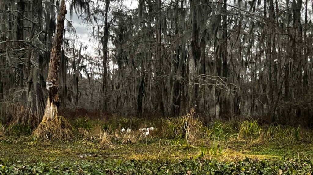 A group of white egrets rests in the golden-brown marsh grass at the edge of a cypress forest. In the foreground, green aquatic plants float on the water's surface, while the background is filled with a dense wall of vertical cypress trunks and grey Spanish moss.