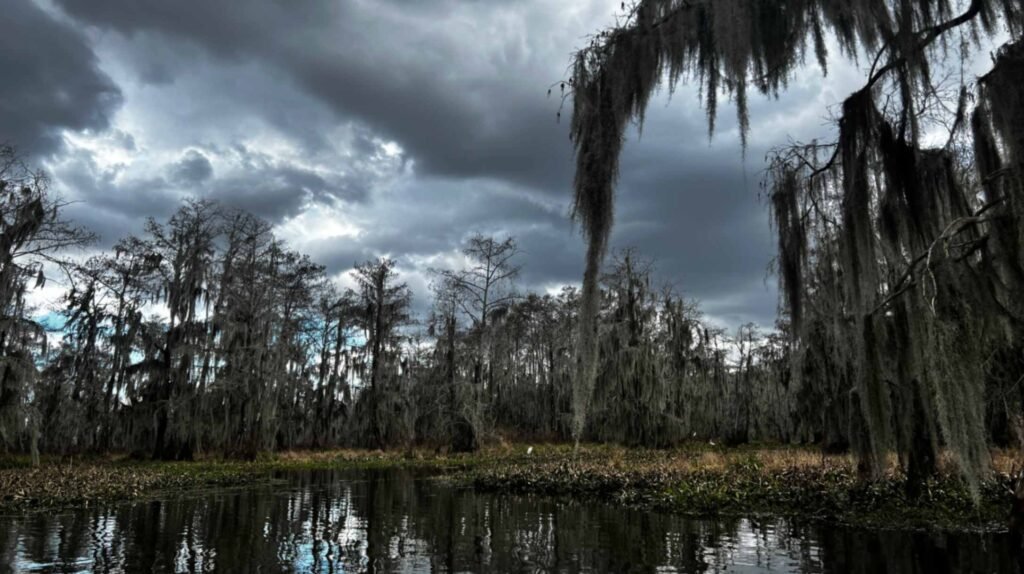 A wide landscape of a swamp with dark water in the foreground and a dense forest of cypress trees in the background. Long, thick strands of Spanish moss hang from the branches. A dramatic, dark grey winter sky filled with heavy clouds hangs over the scene, reflecting slightly in the still water.
