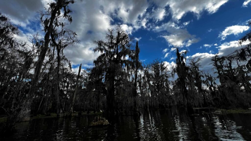 A dramatic view of moss-draped cypress trees silhouetted against a vibrant blue sky with bright white clouds. The dark, glassy water of Lake Martin reflects the towering trees and the sky, creating a high-contrast winter landscape.
