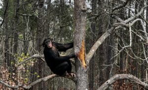 A chimpanzee living the "chimp life" at the Chimp Haven sanctuary in Louisiana, perched in a tall tree within a natural wooded habitat.