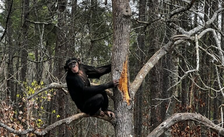 A chimpanzee living the "chimp life" at the Chimp Haven sanctuary in Louisiana, perched in a tall tree within a natural wooded habitat.