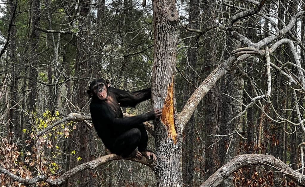 A chimpanzee living the "chimp life" at the Chimp Haven sanctuary in Louisiana, perched in a tall tree within a natural wooded habitat.