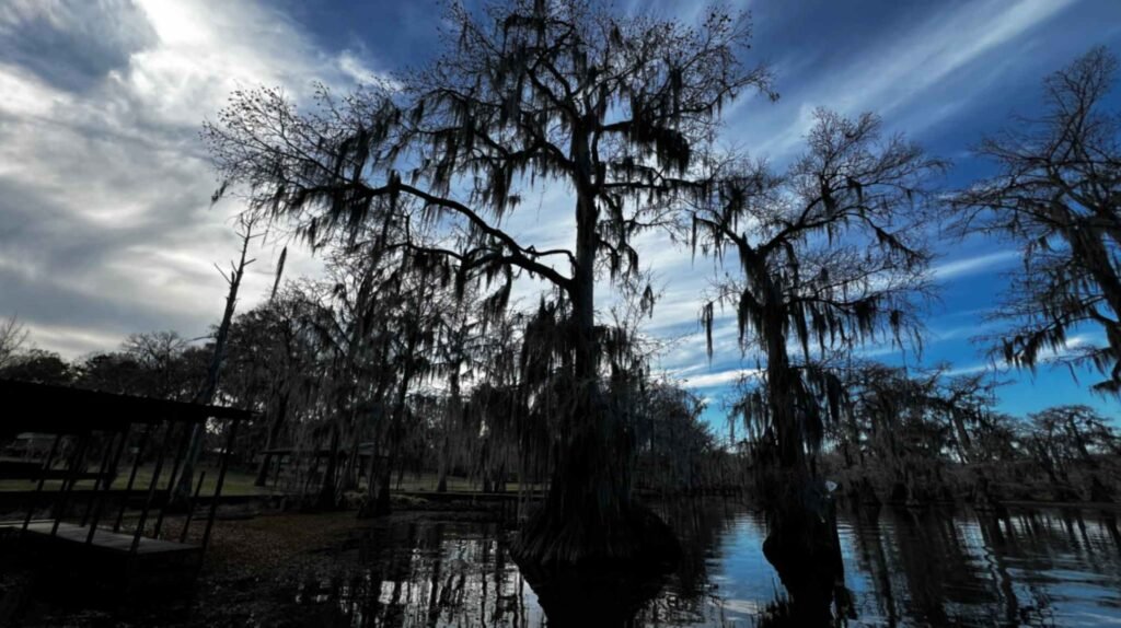 A wide-angle, low-perspective shot of several large bald cypress trees silhouetted against a dynamic sky. Thick Spanish moss hangs from the branches like lace. To the left, a dark wooden boat dock is visible along the shoreline. The sky is divided between bright, white wispy clouds and a deep blue, all reflected in the dark, still water of Caddo Lake.