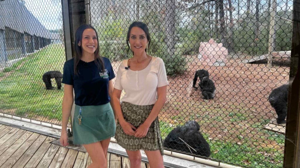 Two women, one in a navy Chimp Haven staff shirt and the other in a white top, smile for a photo on a wooden deck in front of a mesh enclosure where several chimpanzees are visible in a grassy outdoor habitat.