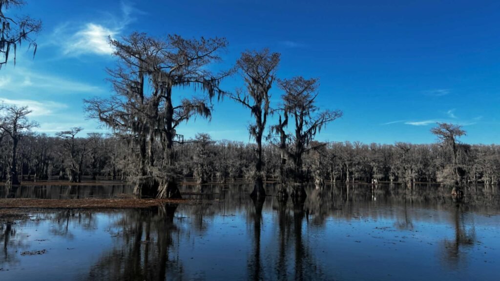 A wide landscape of Caddo Lake under a deep blue sky with wispy clouds. Several groups of bald cypress trees, draped in Spanish moss, grow directly out of the dark, reflective water. The distant shoreline is a solid line of gray, wintering cypress trees, creating a peaceful and expansive swamp scene.