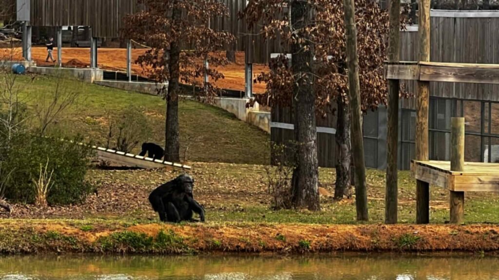 A chimpanzee sits near the edge of a pond in a grassy enclosure, with wooden climbing structures, trees, and additional sanctuary buildings visible in the background under a soft light.