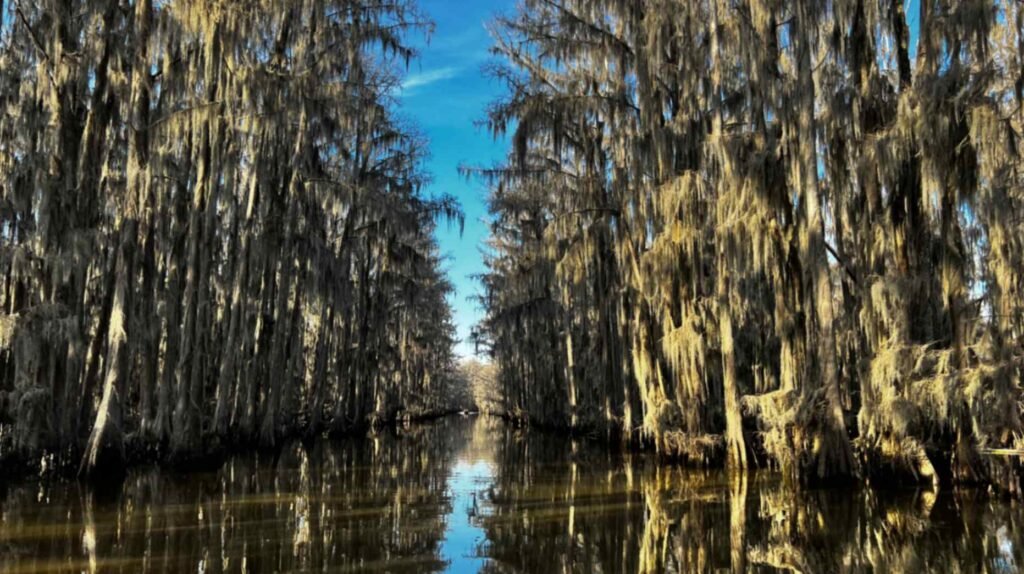 A breathtaking view looking down a narrow, straight waterway on Caddo Lake. On both sides, tall bald cypress trees are completely covered in thick, silvery Spanish moss, their reflections perfectly mirrored in the dark, glass-like water beneath a clear blue sky.