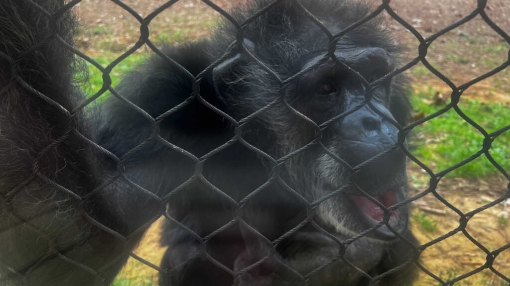 A tight close-up of a chimpanzee with dark, textured fur looking through a chain-link fence, its mouth slightly open as if vocalizing or reacting to something nearby.