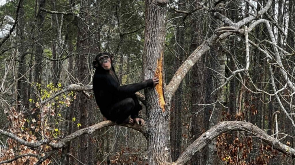A medium shot of a black chimpanzee sitting comfortably on a thick, horizontal tree branch in a dense forest. The chimpanzee has its left hand resting on a vertical tree trunk and is looking directly toward the camera with a calm expression. The background is filled with numerous thin, leafless trees and some evergreens, characteristic of a Louisiana pine forest.