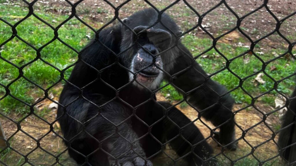 A close-up, eye-level view of a chimpanzee with dark fur and a thoughtful expression sitting behind a black chain-link fence in a grassy outdoor area at Chimp Haven.