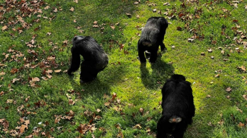 A high-angle view of three chimpanzees foraging on a green, sun-dappled lawn scattered with fallen brown leaves in their Louisiana sanctuary habitat.