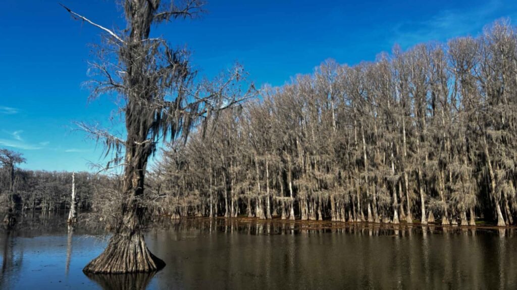 A wide shot of Caddo Lake featuring a large, solitary bald cypress tree in the foreground with a flared base and Spanish moss. In the background, a thick, continuous wall of gray, moss-covered trees lines the dark water under a brilliant, clear blue sky.