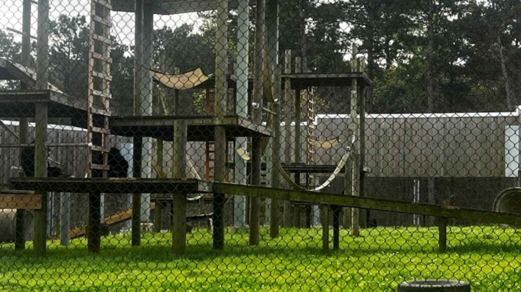A complex outdoor climbing structure made of wood and metal poles with various platforms, ladders, and hammocks, situated on a green lawn behind a chain-link fence at Chimp Haven.