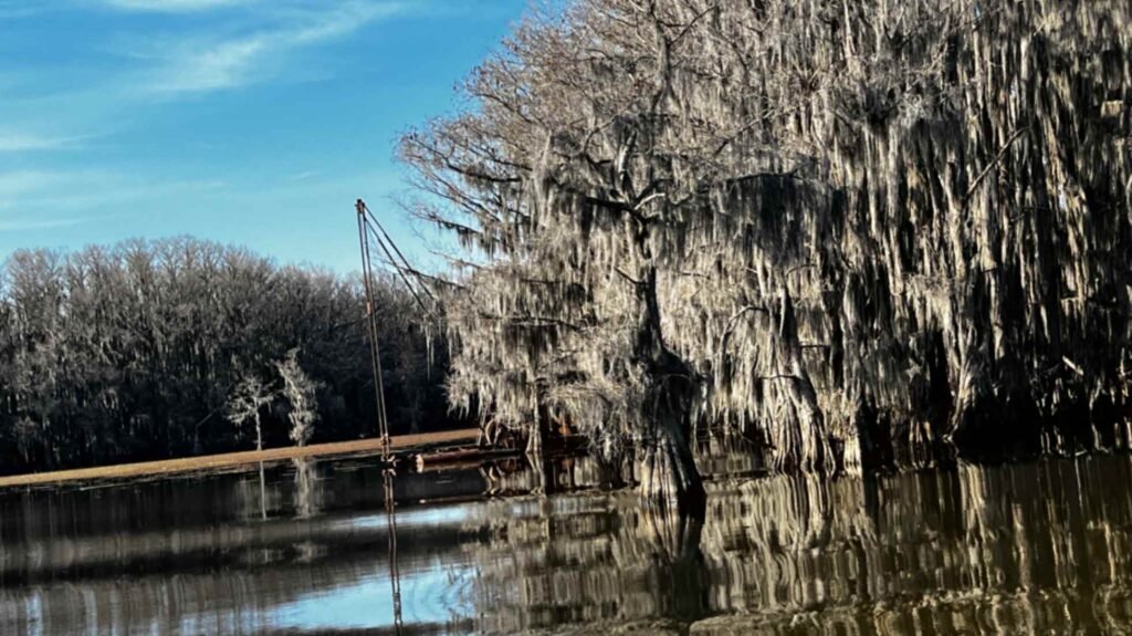 A wide shot of Caddo Lake showing a dense grove of bald cypress trees heavily laden with Spanish moss. In the distance, a tall, thin metal crane or dredging structure stands in the shallow water near a grassy shoreline. The dark water in the foreground shows clear reflections of the mossy trees under a bright blue sky.