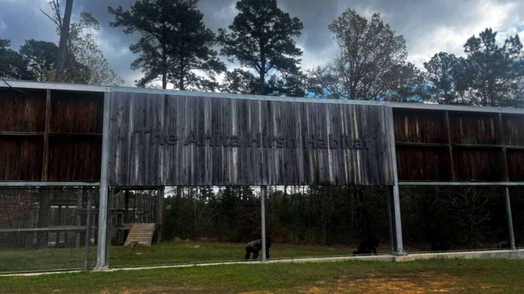 A large, weathered wooden sign spanning across a metal frame reads "The Anita Hirsh Habitat" above a grassy chimpanzee enclosure. Two chimpanzees are visible on the lawn below the sign, and tall pine trees under a cloudy sky fill the background.