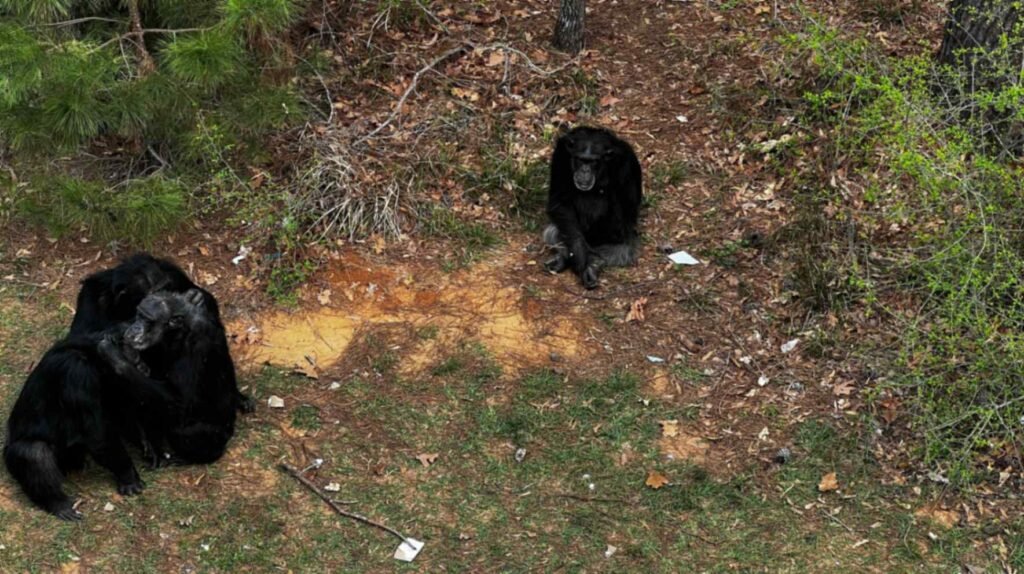 A high-angle shot showing three chimpanzees in a wooded clearing; on the left, two chimps are huddled together in a grooming session, while a third chimp sits quietly alone nearby on the forest floor.