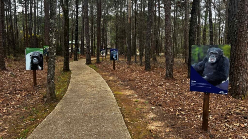 A winding concrete path through a tall pine forest, lined with educational signs featuring portraits and names of individual chimpanzees, like Henry, who reside at the Louisiana sanctuary.