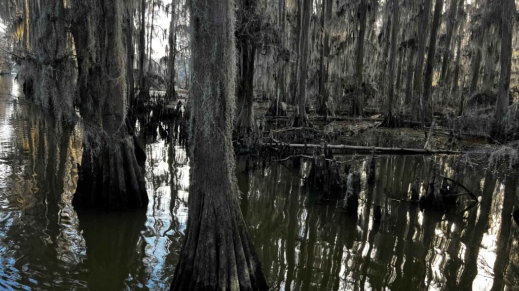 A close-up, atmospheric view of a dense grove of bald cypress trees in the dark waters of Caddo Lake. The large, flared trunks are heavily draped with long, thick strands of silvery Spanish moss that hang down toward the rippling surface of the water, creating a secluded and ancient-feeling swamp environment.