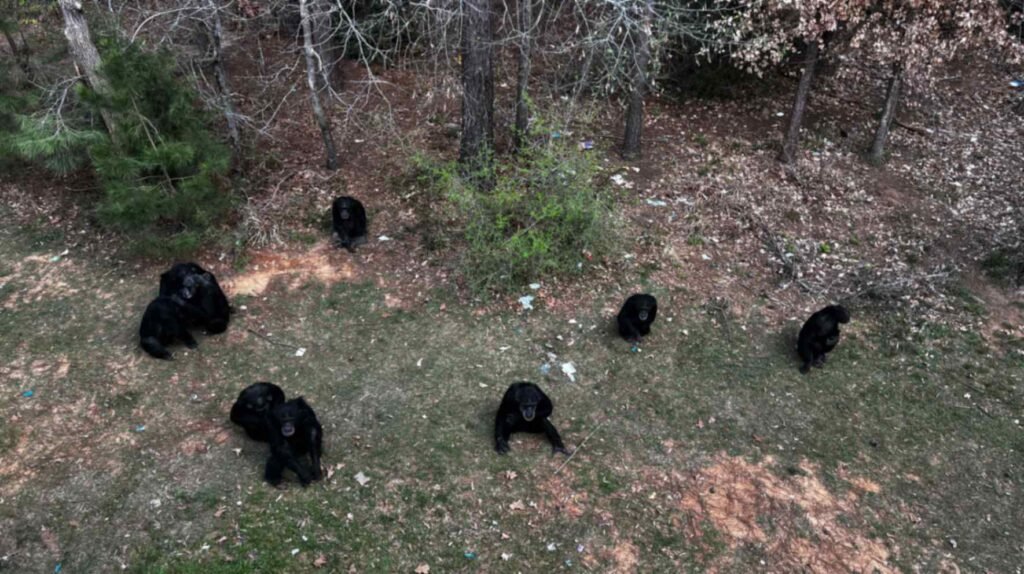 High-angle view of a large group of black chimpanzees gathered in a grassy clearing at the edge of a wooded area. The chimps are spaced out, with some sitting in pairs and others individually, all appearing relaxed against the natural forest backdrop of Chimp Haven.
