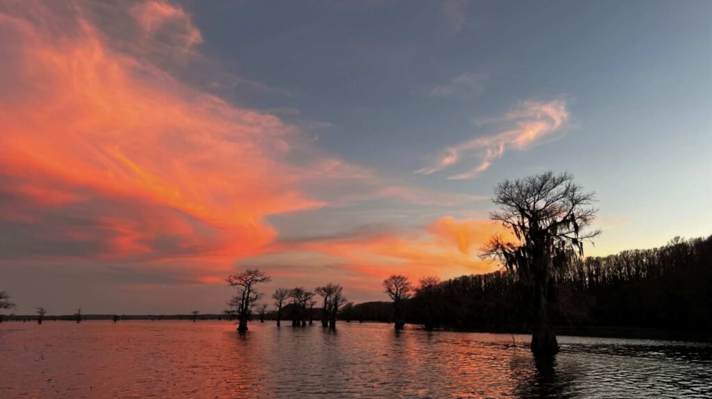 A scenic twilight view of Caddo Lake with a dramatic sky filled with wispy clouds glowing in vibrant pink and orange. Silhouetted bald cypress trees stand scattered in the dark, calm water, while a solid line of dark forest marks the horizon under a deepening blue sky.
